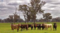 Pertanian dan peternakan di Australia